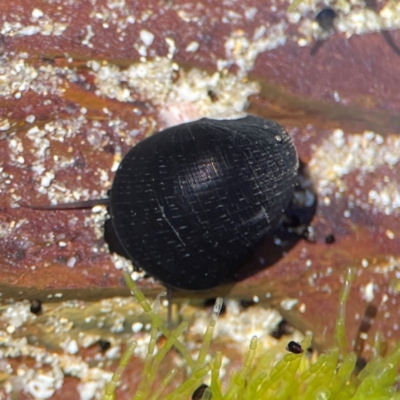 Nerita melanotragus at Coolangatta, QLD - 14 Jun 2024 by Hejor1