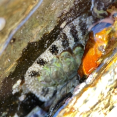 Chiton sp. at Coolangatta, QLD - 15 Jun 2024 by Hejor1