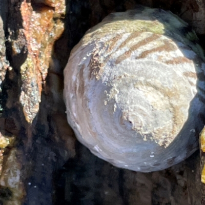 Bembicium melanostomum at Coolangatta, QLD - 14 Jun 2024 by Hejor1