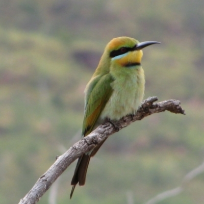 Merops ornatus (Rainbow Bee-eater) at Judbarra (Gregory) National Park - 3 Aug 2010 by MB