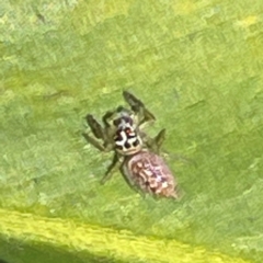 Opisthoncus sp. (genus) (Opisthoncus jumping spider) at Bilinga, QLD - 16 Jun 2024 by Hejor1