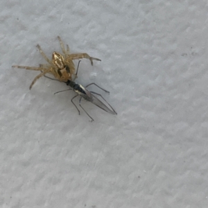 Oxyopes sp. (genus) at Canberra Airport, ACT - 16 Jun 2024