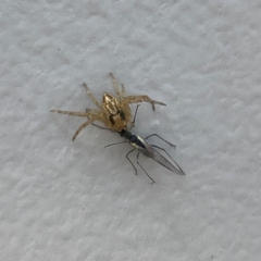 Oxyopes sp. (genus) at Canberra Airport, ACT - 16 Jun 2024