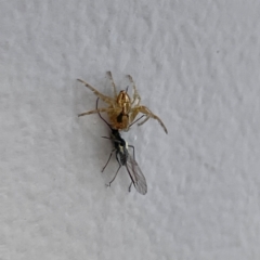 Oxyopes sp. (genus) at Canberra Airport, ACT - 16 Jun 2024