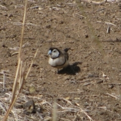 Stizoptera bichenovii (Double-barred Finch) at Baines, NT - 4 Aug 2010 by MB