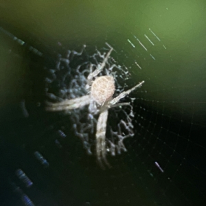 Argiope (genus) at Tugun, QLD - 16 Jun 2024 11:01 AM