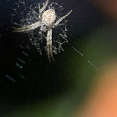 Argiope (genus) at Tugun, QLD - 16 Jun 2024 11:01 AM