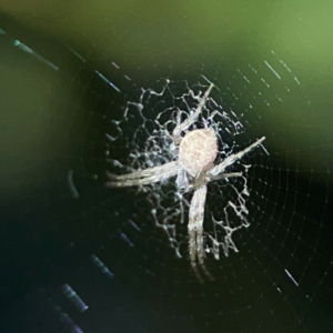 Argiope (genus) at Tugun, QLD - 16 Jun 2024 11:01 AM