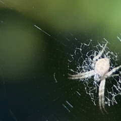 Argiope (genus) at Tugun, QLD - 16 Jun 2024 11:01 AM