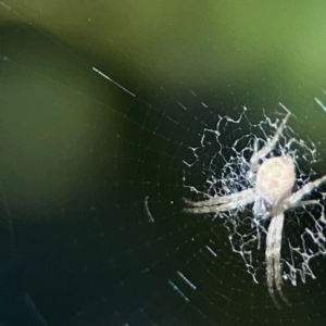 Argiope (genus) at Tugun, QLD - 16 Jun 2024 11:01 AM