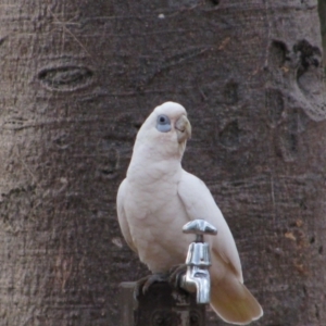 Cacatua sanguinea at Judbarra (Gregory) National Park - 3 Aug 2010