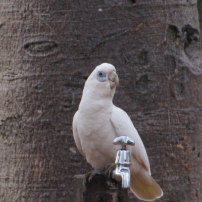 Cacatua sanguinea (Little Corella) at Judbarra (Gregory) National Park - 3 Aug 2010 by MB