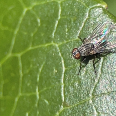 Diptera (order) at Tugun, QLD - 16 Jun 2024 by Hejor1
