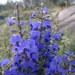 Hovea pungens (Devil's Pins) at John Forrest National Park - 21 Aug 2010 by MB