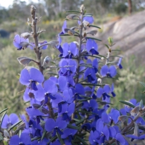 Hovea pungens at John Forrest National Park - 21 Aug 2010