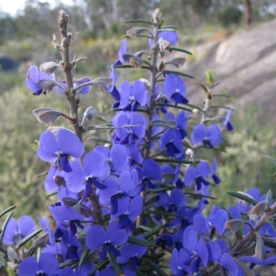 Hovea pungens (Devil's Pins) at John Forrest National Park - 21 Aug 2010 by MB