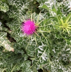 Silybum marianum at Bruce Ridge - 16 Jun 2024