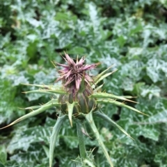 Silybum marianum at Bruce Ridge - 16 Jun 2024 04:24 PM