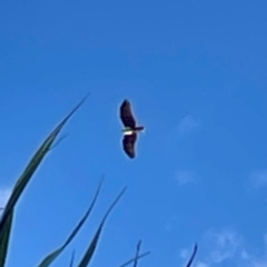 Haliastur indus (Brahminy Kite) at Burleigh Head National Park - 15 Jun 2024 by Hejor1