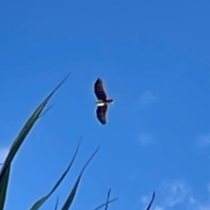 Haliastur indus at Burleigh Head National Park - 15 Jun 2024