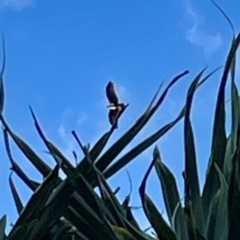 Haliastur indus at Burleigh Head National Park - 15 Jun 2024 03:58 PM