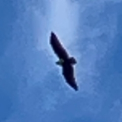 Haliastur indus at Burleigh Head National Park - 15 Jun 2024 03:58 PM