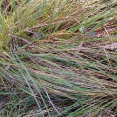 Nassella neesiana (Chilean Needlegrass) at Symonston, ACT - 16 Jun 2024 by CallumBraeRuralProperty