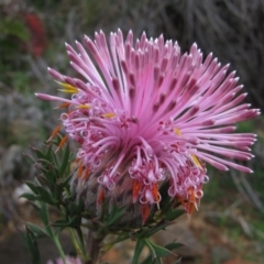 Isopogon dubius (Pincushion Coneflower) at John Forrest National Park - 21 Aug 2010 by MB
