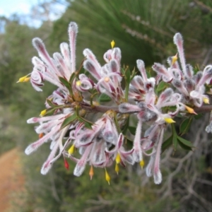 Petrophile biloba at John Forrest National Park - 21 Aug 2010