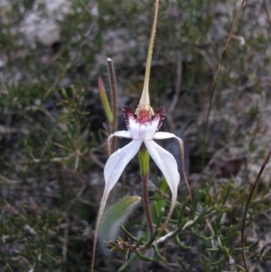 Caladenia longicauda at Amelup, WA - suppressed