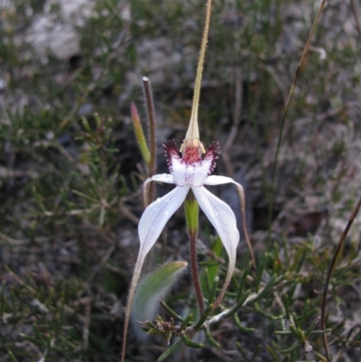 Caladenia longicauda (White Spider Orchid) at Amelup, WA - 30 Aug 2010 by MB