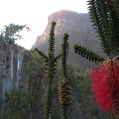 Beaufortia decussata (Gravel Bottlebrush) at Stirling Range National Park - 30 Aug 2010 by MB