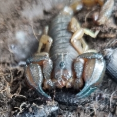 Urodacus manicatus (Black Rock Scorpion) at QPRC LGA - 16 Jun 2024 by clarehoneydove