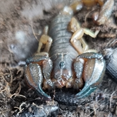 Urodacus manicatus (Black Rock Scorpion) at QPRC LGA - 16 Jun 2024 by clarehoneydove
