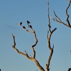 Sturnus vulgaris (Common Starling) at Isaacs Ridge and Nearby - 16 Jun 2024 by Mike