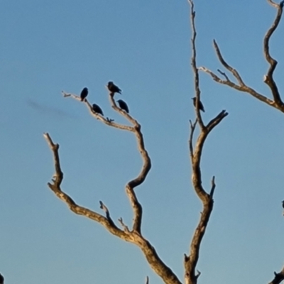 Sturnus vulgaris (Common Starling) at Isaacs Ridge - 16 Jun 2024 by Mike