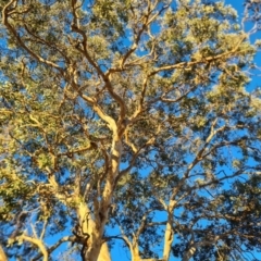 Eucalyptus polyanthemos (Red Box) at Isaacs Ridge - 16 Jun 2024 by Mike