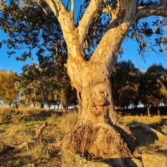 Eucalyptus polyanthemos at Isaacs Ridge - 16 Jun 2024