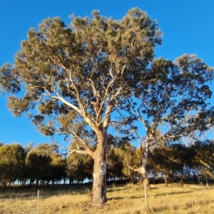 Eucalyptus polyanthemos at Isaacs Ridge and Nearby - 16 Jun 2024