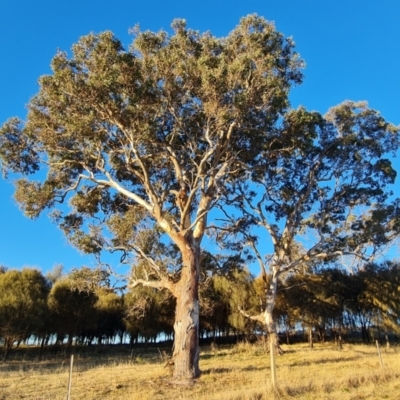 Eucalyptus polyanthemos (Red Box) at Isaacs Ridge and Nearby - 16 Jun 2024 by Mike