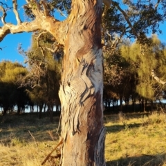 Eucalyptus polyanthemos at Isaacs Ridge and Nearby - 16 Jun 2024