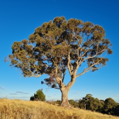 Eucalyptus rossii (Inland Scribbly Gum) at Symonston, ACT - 16 Jun 2024 by Mike