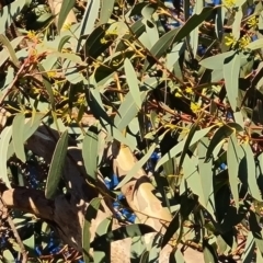 Eucalyptus rossii at Symonston, ACT - 16 Jun 2024