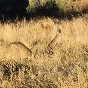 Macropus giganteus at Isaacs Ridge - 16 Jun 2024 03:58 PM