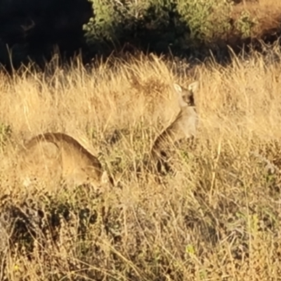 Macropus giganteus (Eastern Grey Kangaroo) at Isaacs Ridge and Nearby - 16 Jun 2024 by Mike