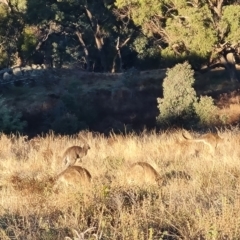 Macropus giganteus at Isaacs Ridge - 16 Jun 2024 03:58 PM