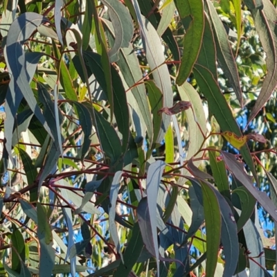 Eucalyptus bridgesiana (Apple Box) at Isaacs Ridge - 16 Jun 2024 by Mike