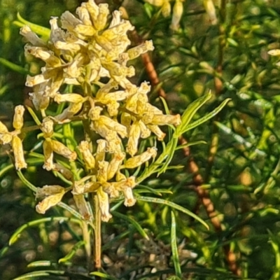 Cassinia quinquefaria (Rosemary Cassinia) at Isaacs Ridge - 16 Jun 2024 by Mike