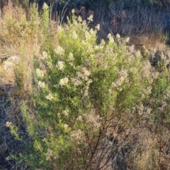 Cassinia quinquefaria at Isaacs Ridge and Nearby - 16 Jun 2024