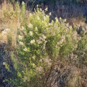 Cassinia quinquefaria at Isaacs Ridge and Nearby - 16 Jun 2024